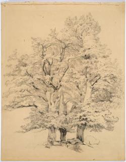 Alexandre Calame - Studie zu einer Baumgruppe.