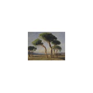 Alexandre Calame - Study Of Umbrella Pines