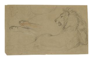 Alexandre-François Desportes - Studies Of A Lion 