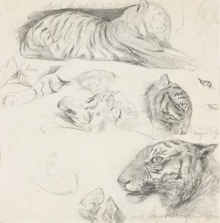 Alexandre-Gabriel Decamps - Un Tigre Couché de Profil À Droite Avec Des Études de la Tête Et Des Membres