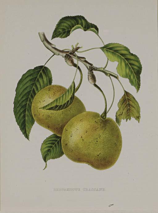 Alexandre Joseph Desire Bivort - Annales de Pomologie Belge Et Etrangère: Six Plates