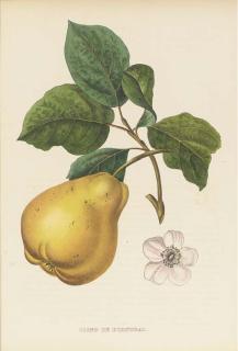 Alexandre Joseph Désiré Bivort - Annales de Pomologie Belge et Etrangere: Six Plates