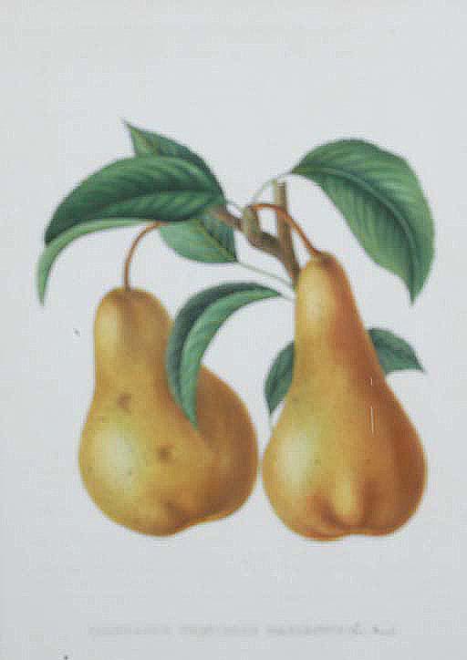 Alexandre Joseph Désiré Bivort - Annales de Pomologie Belge et Étrangère: Six Plates