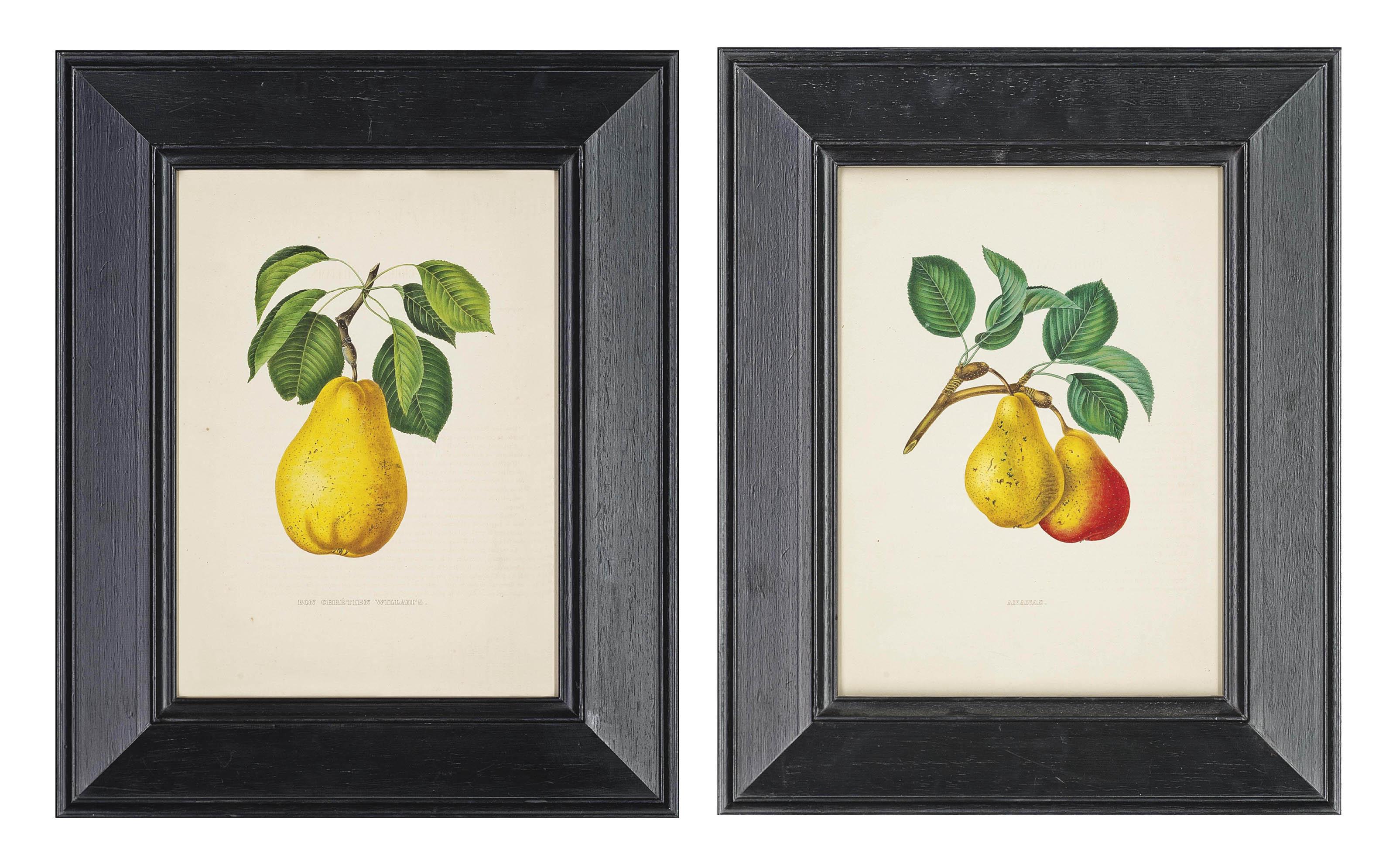 Alexandre Joseph Desire Bivort - Six studies of Pears: Bon Chrétien Napoléon; Ananas; Émilie Bivort; Bon Chrétien Willam\'s; Beurré Delfosse; and Duc D\'Orléans