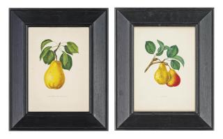 Alexandre Joseph Desire Bivort - Six studies of Pears: Bon Chrétien Napoléon; Ananas; Émilie Bivort; Bon Chrétien Willam\'s; Beurré Delfosse; and Duc D\'Orléans