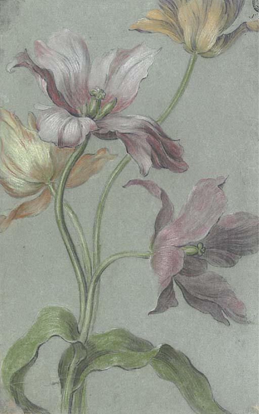 Alexis Peyrotte - Tulips