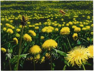 Alexis Rockman - Dandelions