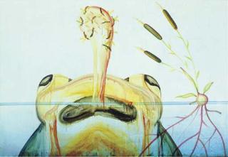 Alexis Rockman - Nine in One