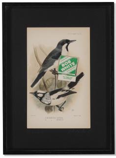 Alexis Smith - Bobwhite