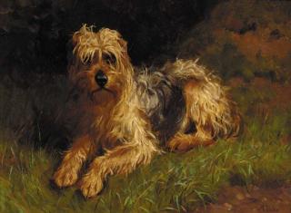 Alfred Duke - A soft-coated wheaten terrier