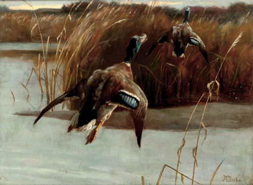 Alfred Duke - Taking flight