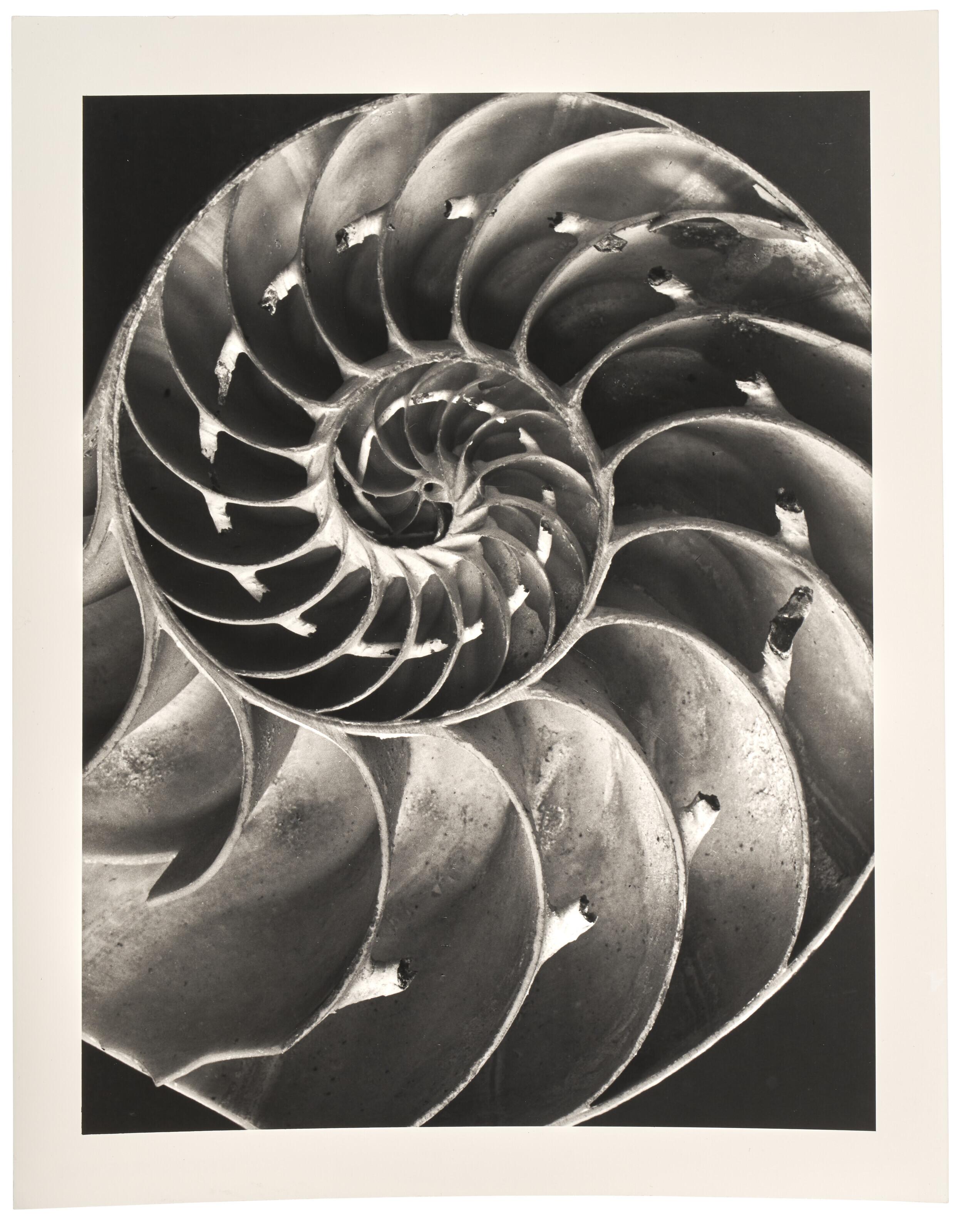 Alfred Ehrhardt - Muscheln und Schnecken