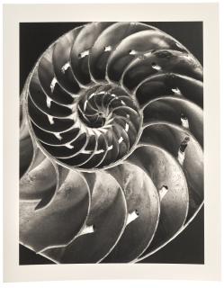 Alfred Ehrhardt - Muscheln und Schnecken