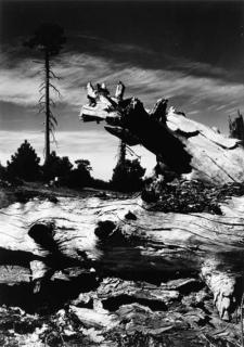 Alfred Eisenstaedt - Fallen Trees, Oregon