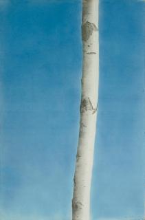 Alfred Hofkunst - Baum, 14. Mai 1979