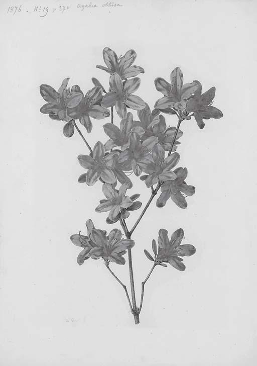 Alfred Riocreux - Etude d\'azalée