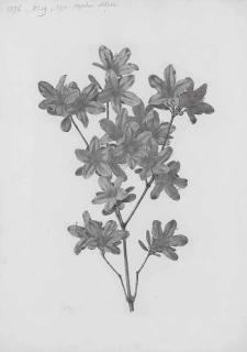 Alfred Riocreux - Etude d\'azalée