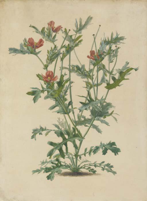 Alfred Riocreux - Etudes de plantes