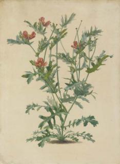 Alfred Riocreux - Etudes de plantes