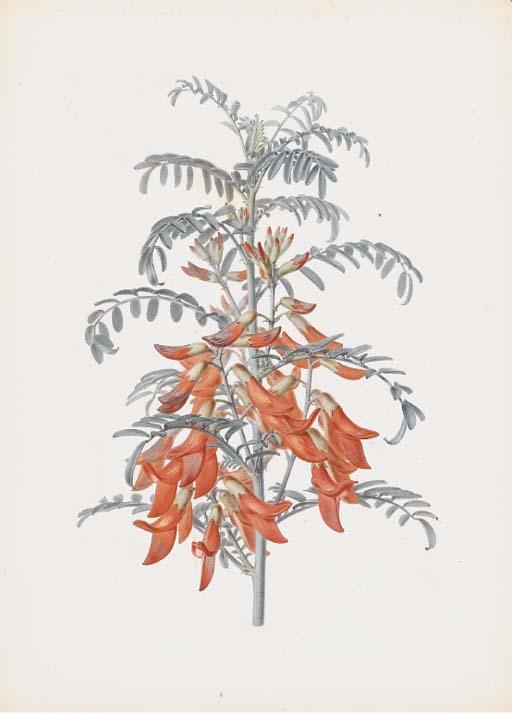 Alfred Riocreux - Sutherlandia Floribunda