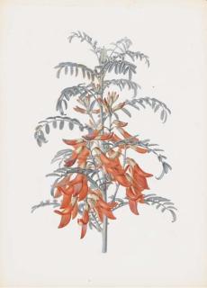 Alfred Riocreux - Sutherlandia Floribunda