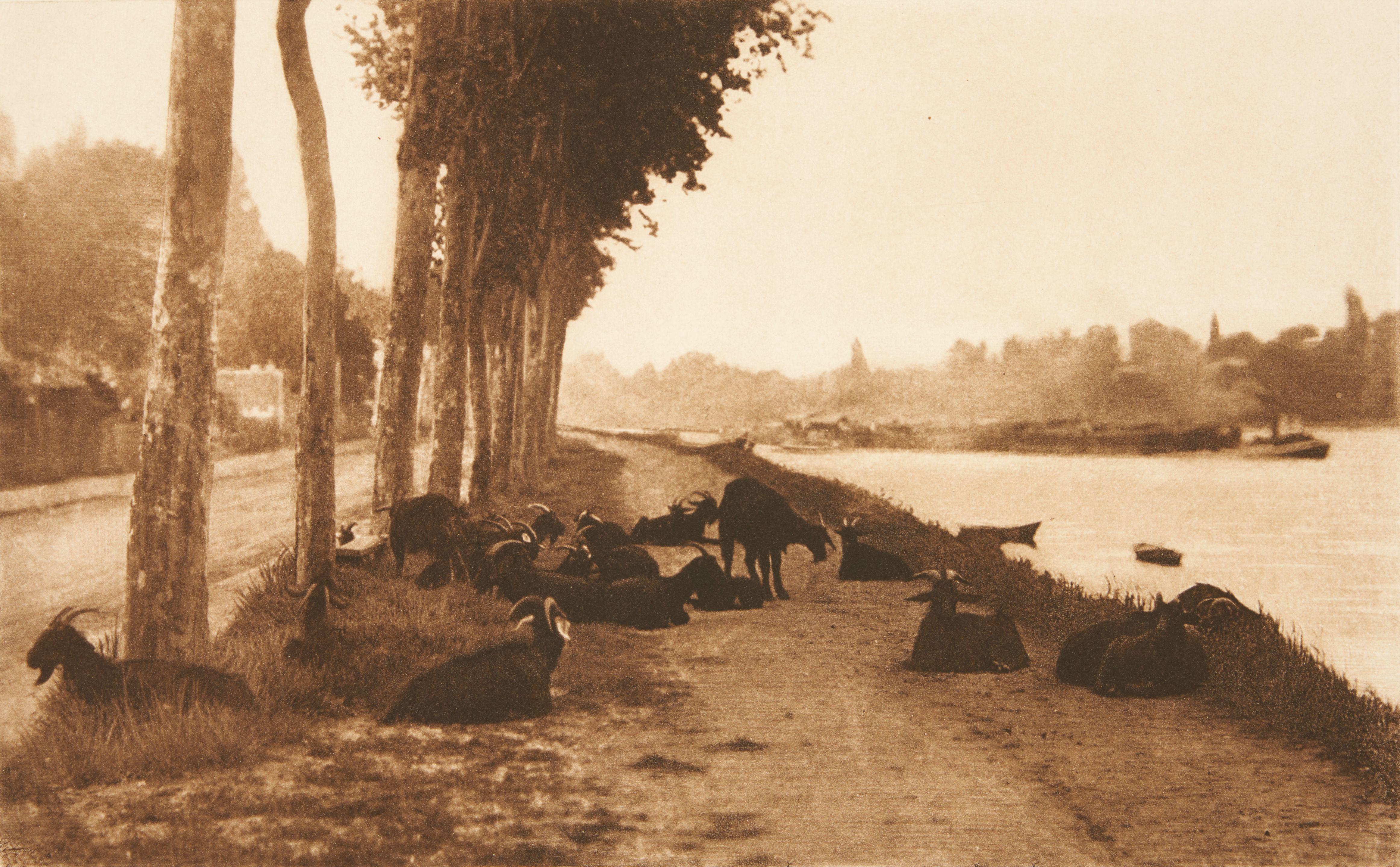 Alfred Stieglitz - Goats Along the Seine