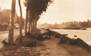 Alfred Stieglitz - Goats Along the Seine