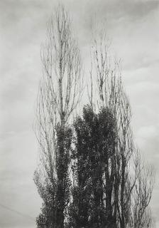 Alfred Stieglitz - Poplars, Lake George, 1932