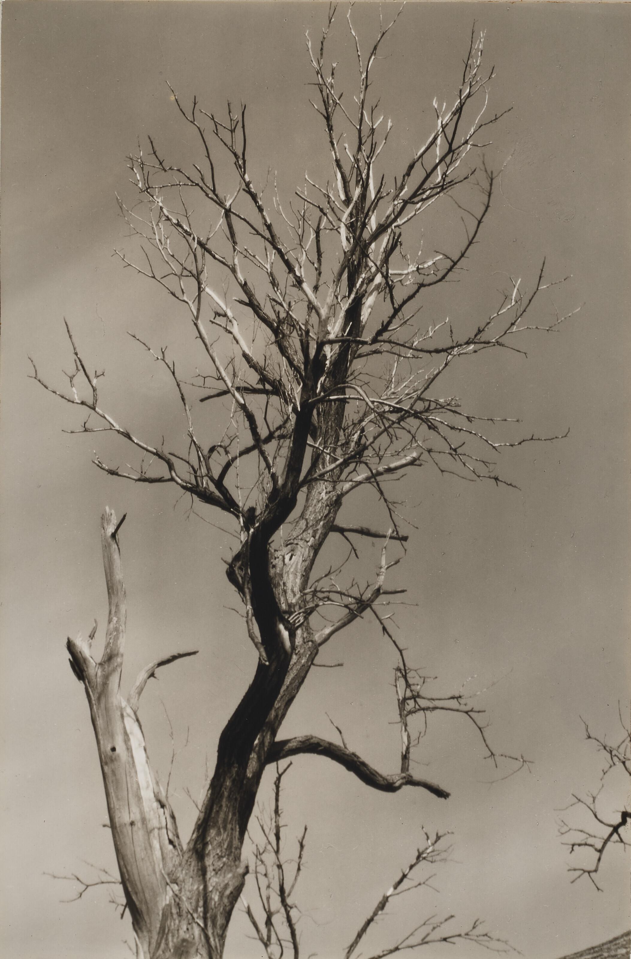Alfred Stieglitz - The Dying Chestnut Tree, Life and Death, 1927