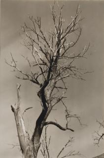 Alfred Stieglitz - The Dying Chestnut Tree, Life and Death, 1927
