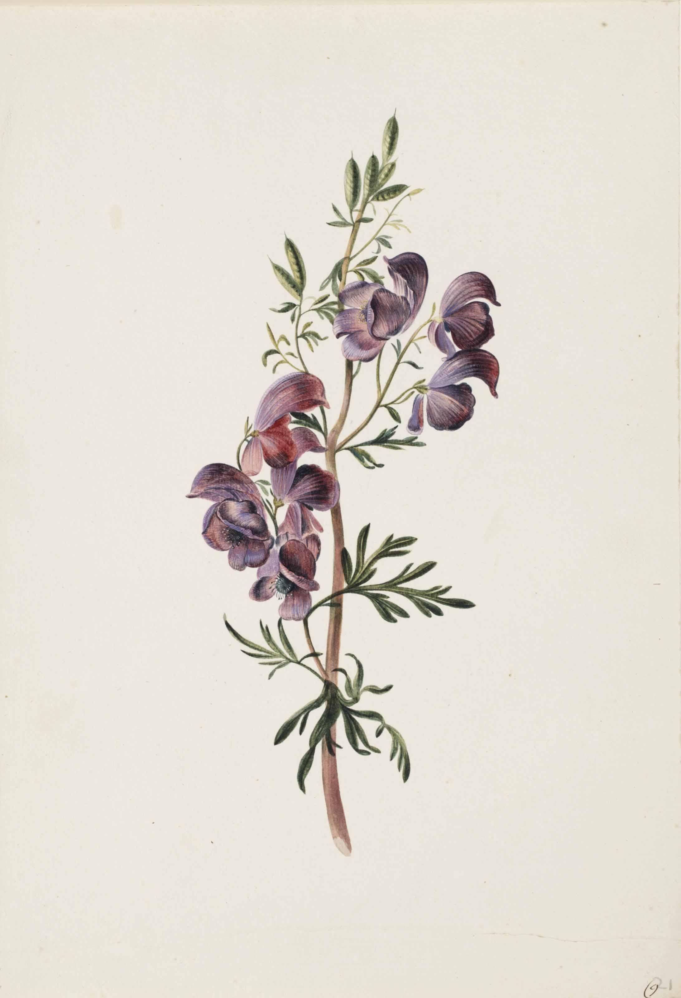 Alida Withoos - Aconitum or Monkshood