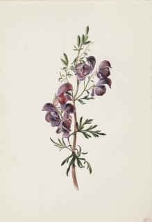 Alida Withoos - Aconitum or Monkshood