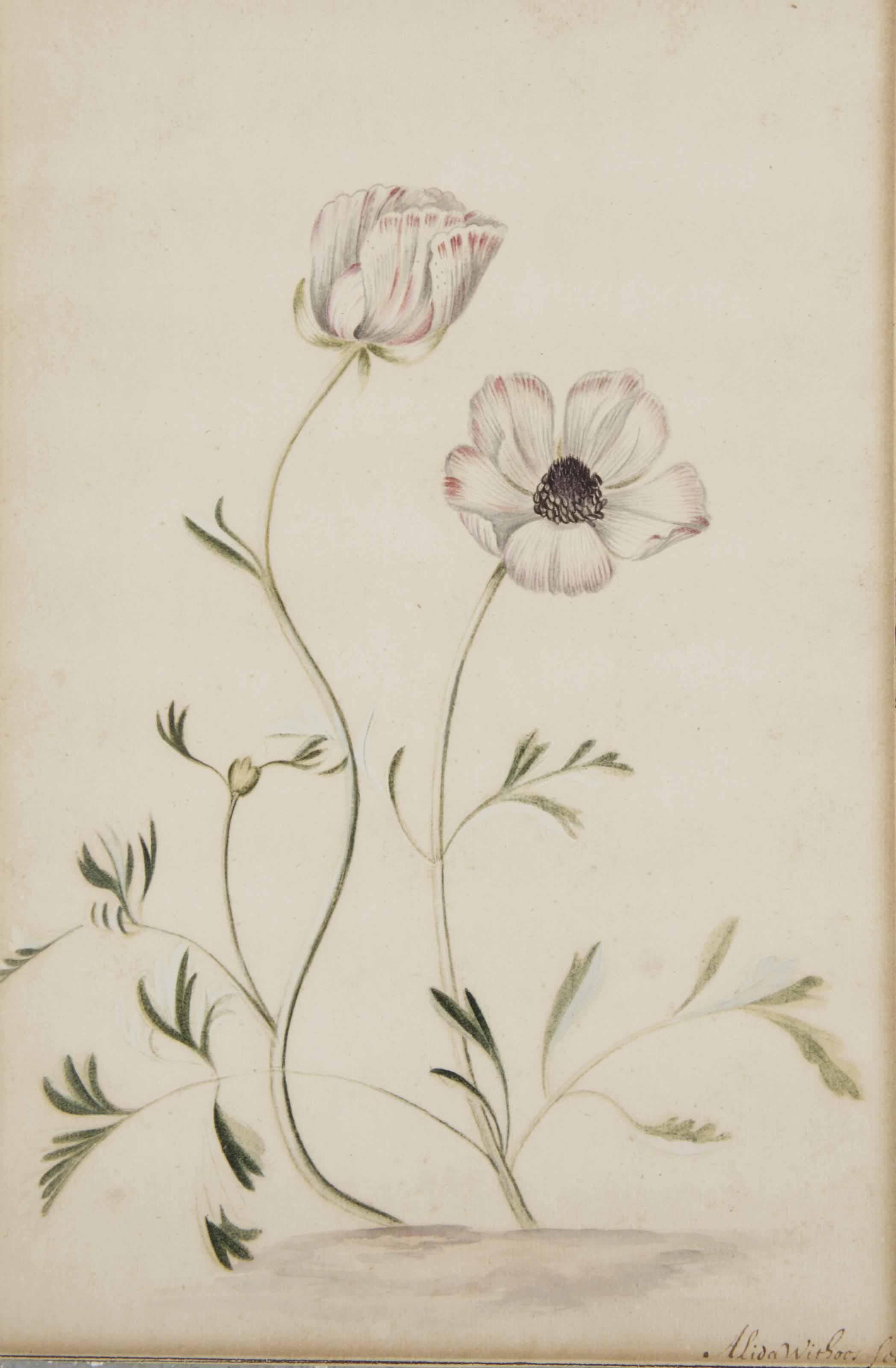 Alida Withoos - Deux boutons-d\'or persans