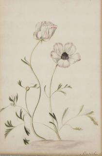 Alida Withoos - Deux boutons-d\'or persans