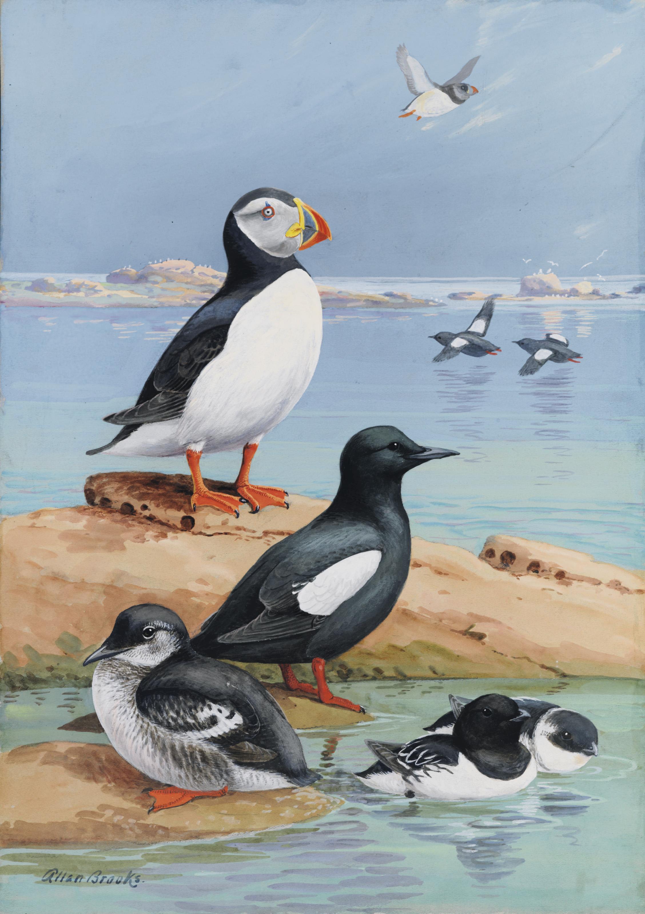 Allan Brooks - Auks and Their Northland Neighbors