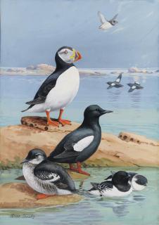 Allan Brooks - Auks and Their Northland Neighbors