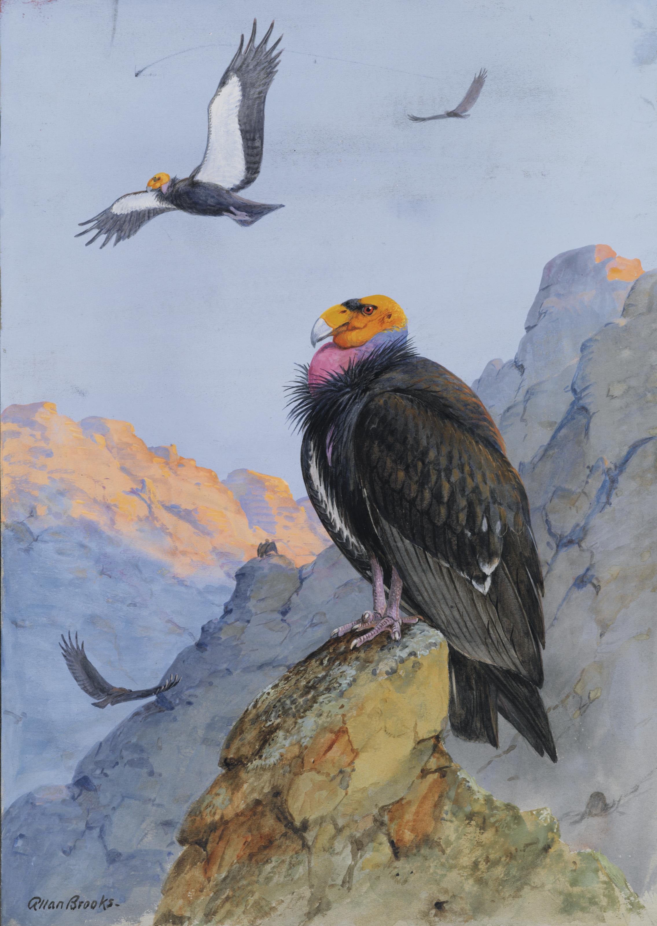 Allan Brooks - California Condors