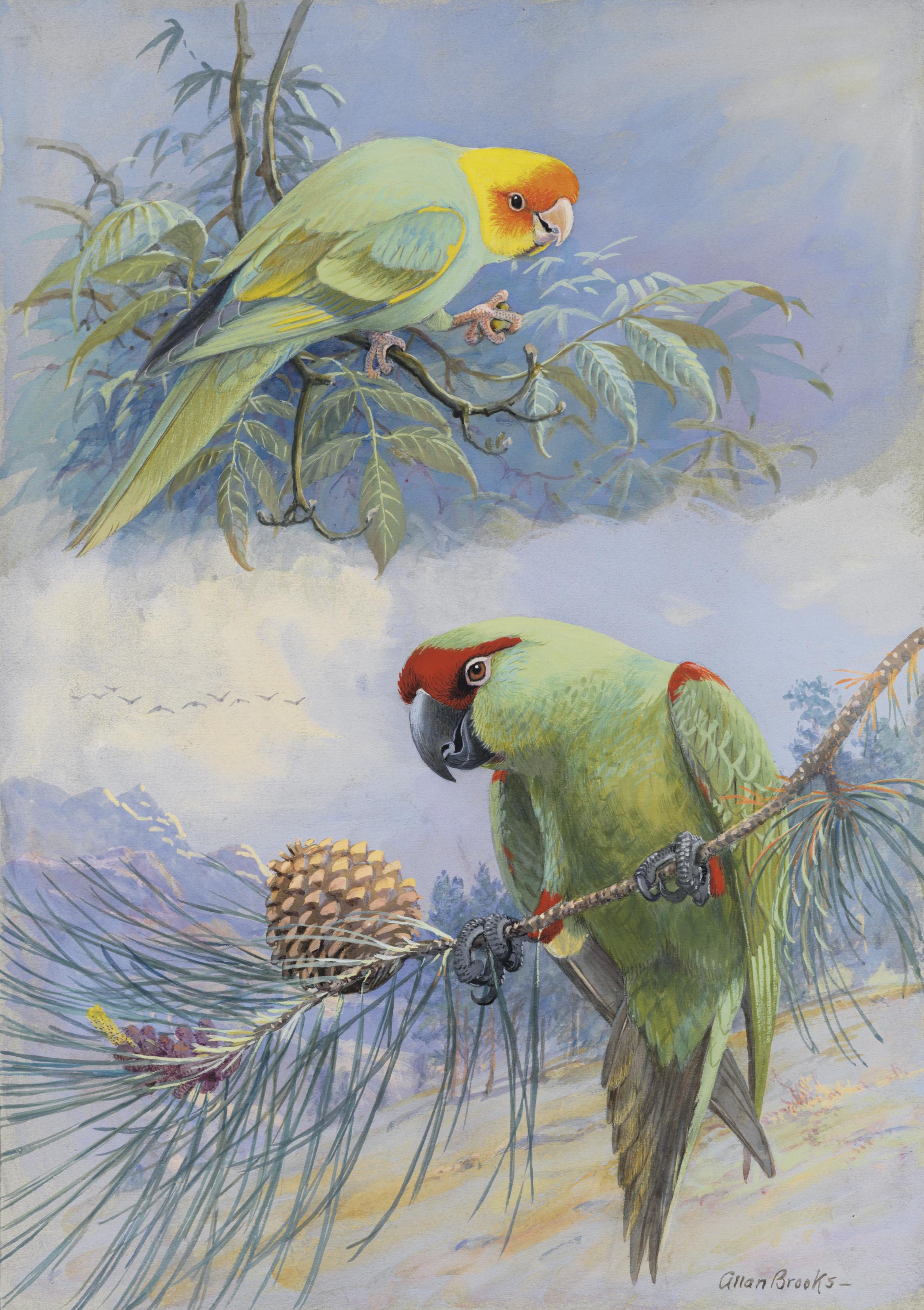 Allan Brooks - Carolina Parakeet and Thick Billed Parrot
