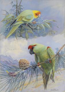 Allan Brooks - Carolina Parakeet and Thick Billed Parrot