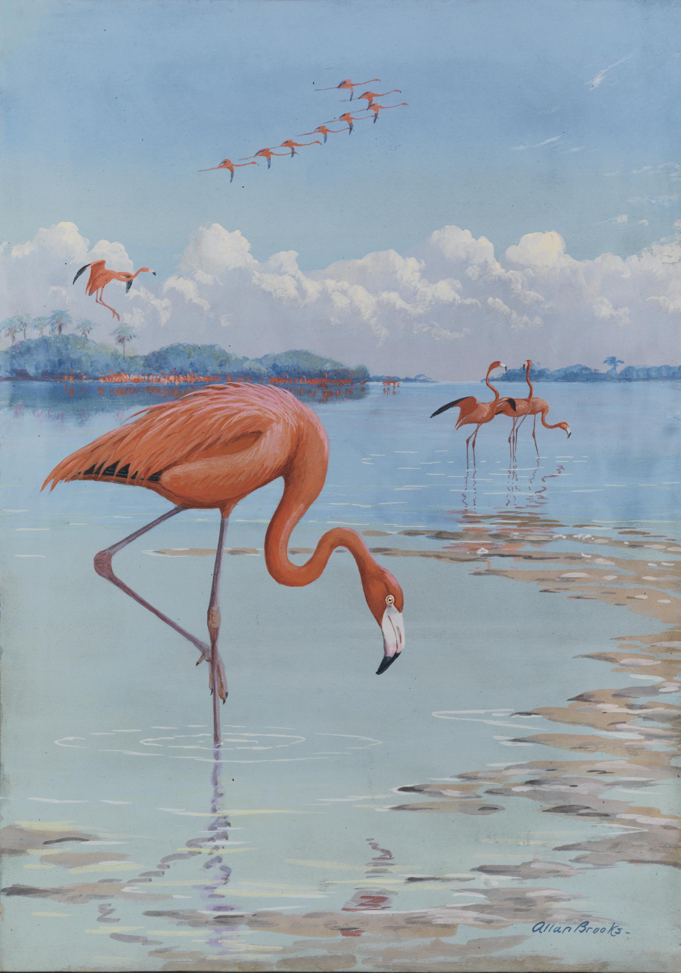 Allan Brooks - Flamingos