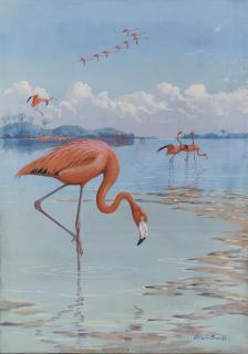 Allan Brooks - Flamingos
