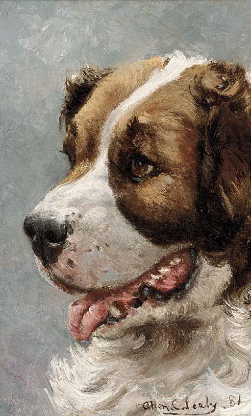 Allen Culpeper Sealy - The head of a St. Bernard