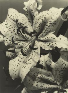 Alma Lavenson - \'Auratum Lily\'