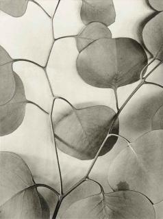Alma Lavenson - Eucalyptus Leaves, 1933