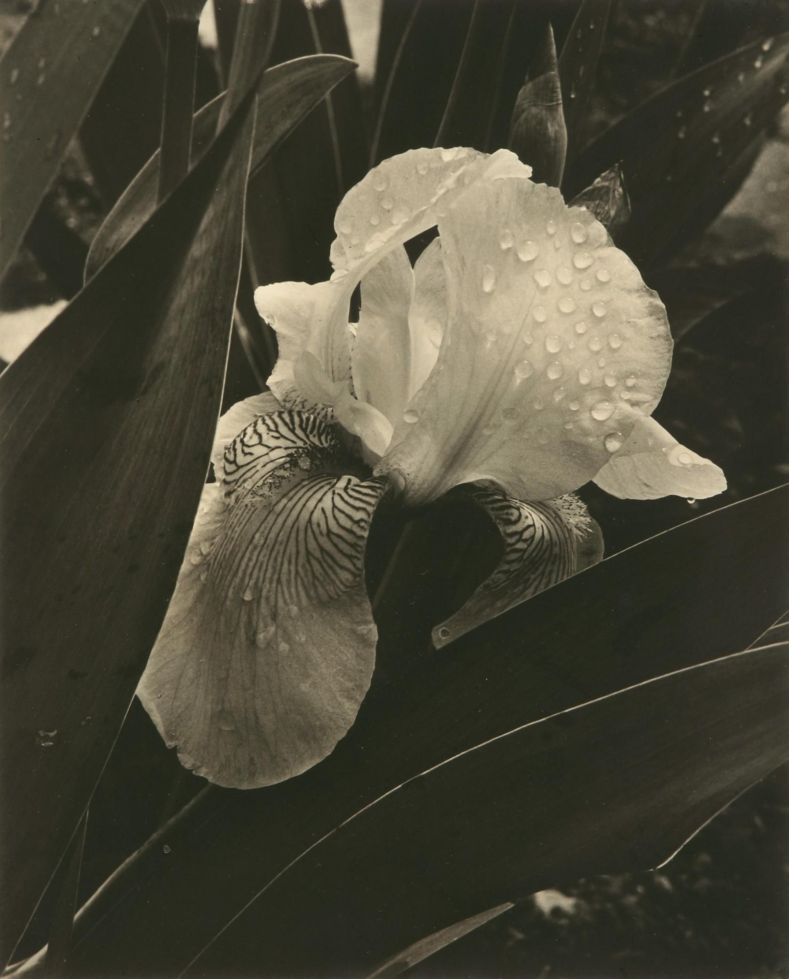 Alma Lavenson - \'Iris\'