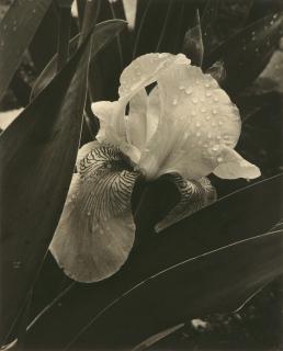 Alma Lavenson - \'Iris\'