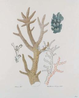 Alois Zötl - Etudes de différents coraux