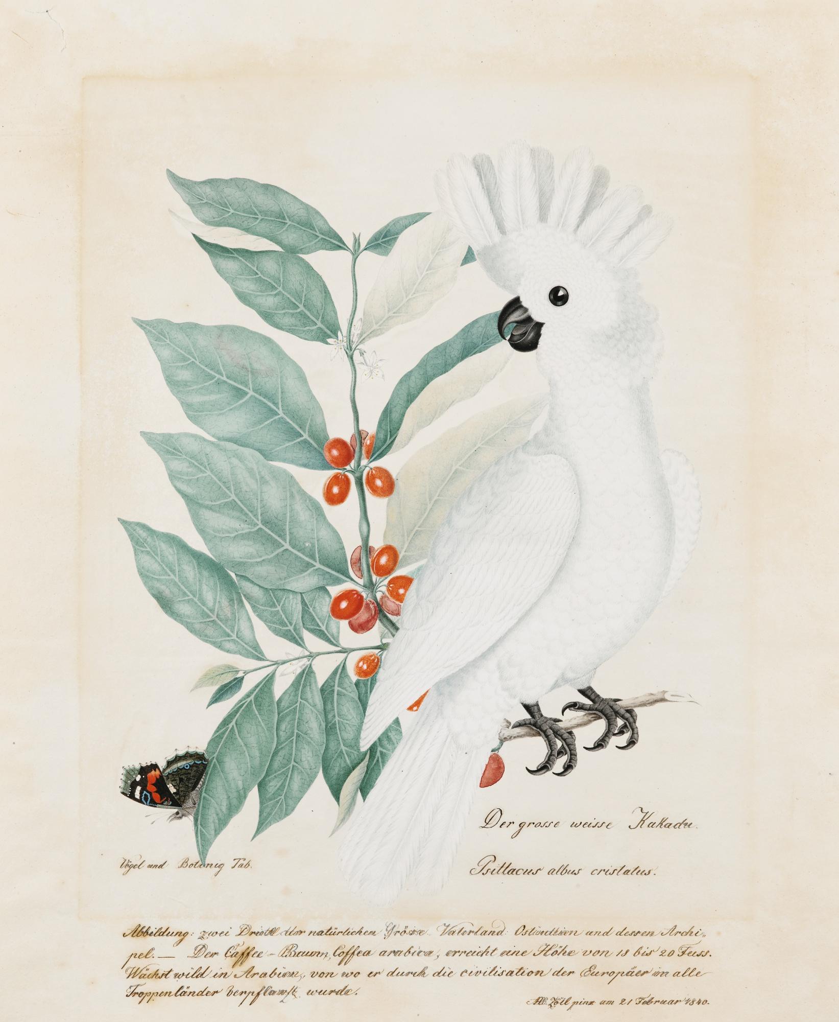 Aloys Zötl Freistag - Cacatoes