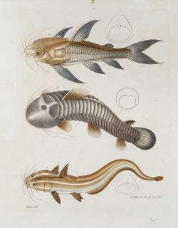 Aloys Zötl Freistag - Catfish