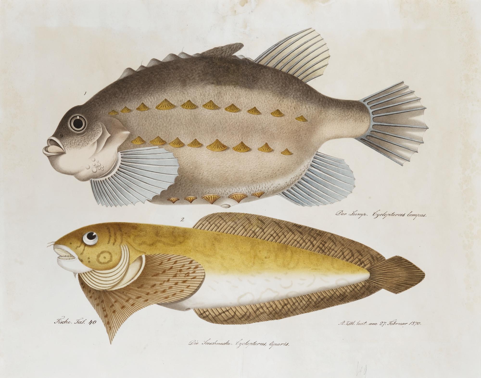 Aloys Zötl Freistag - Cyclopterus Liparis And Lumpus